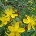 Hypericum elatum 'Elstead' fleur